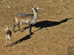 Aberdares, Samburu, Meru